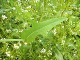 Sonchus подвид uliginosus