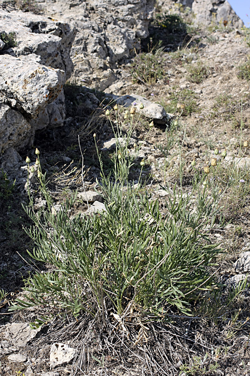 Изображение особи Rhaponticoides kultiassovii.