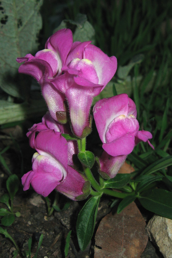 Image of Antirrhinum majus specimen.