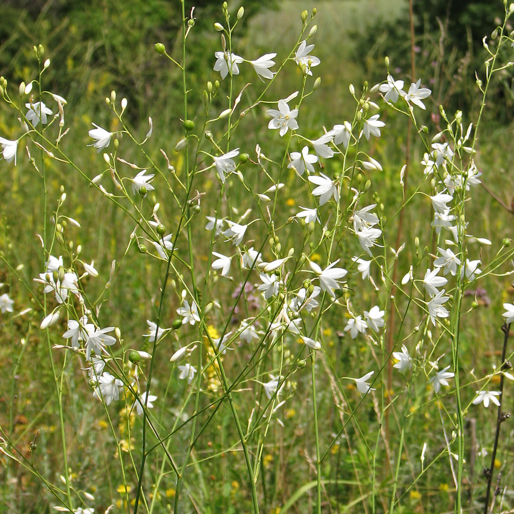 Изображение особи Anthericum ramosum.