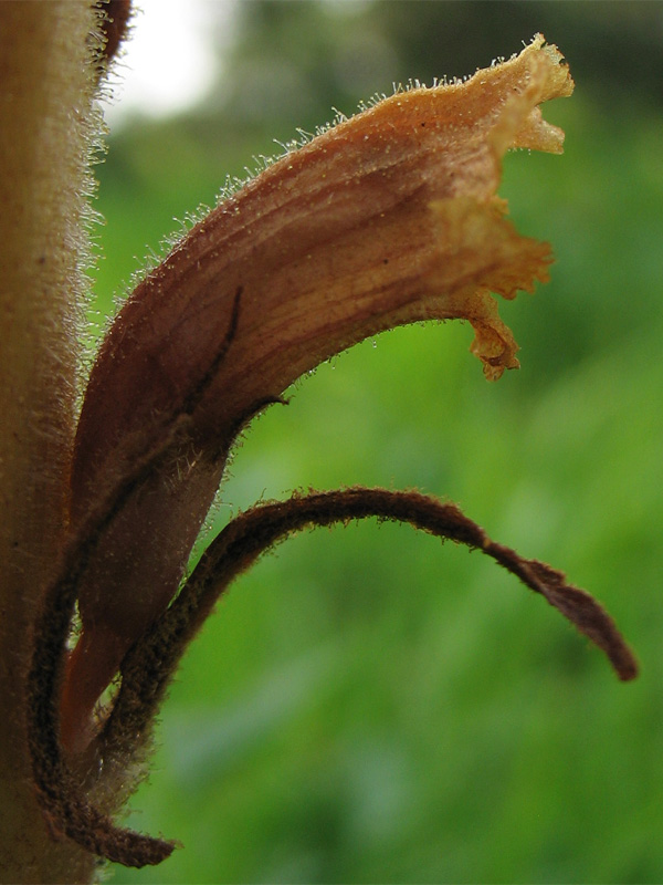 Image of Orobanche elatior specimen.