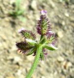 Turgenia latifolia. Соцветие. Копетдаг, Чули. Май 2011 г.