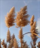 Phragmites australis. Верхушки сухих побегов с соплодиями. Черноморское побережье Кавказа, Новороссийск, берег Суджукской лагуны. 28 ноября 2010 г.