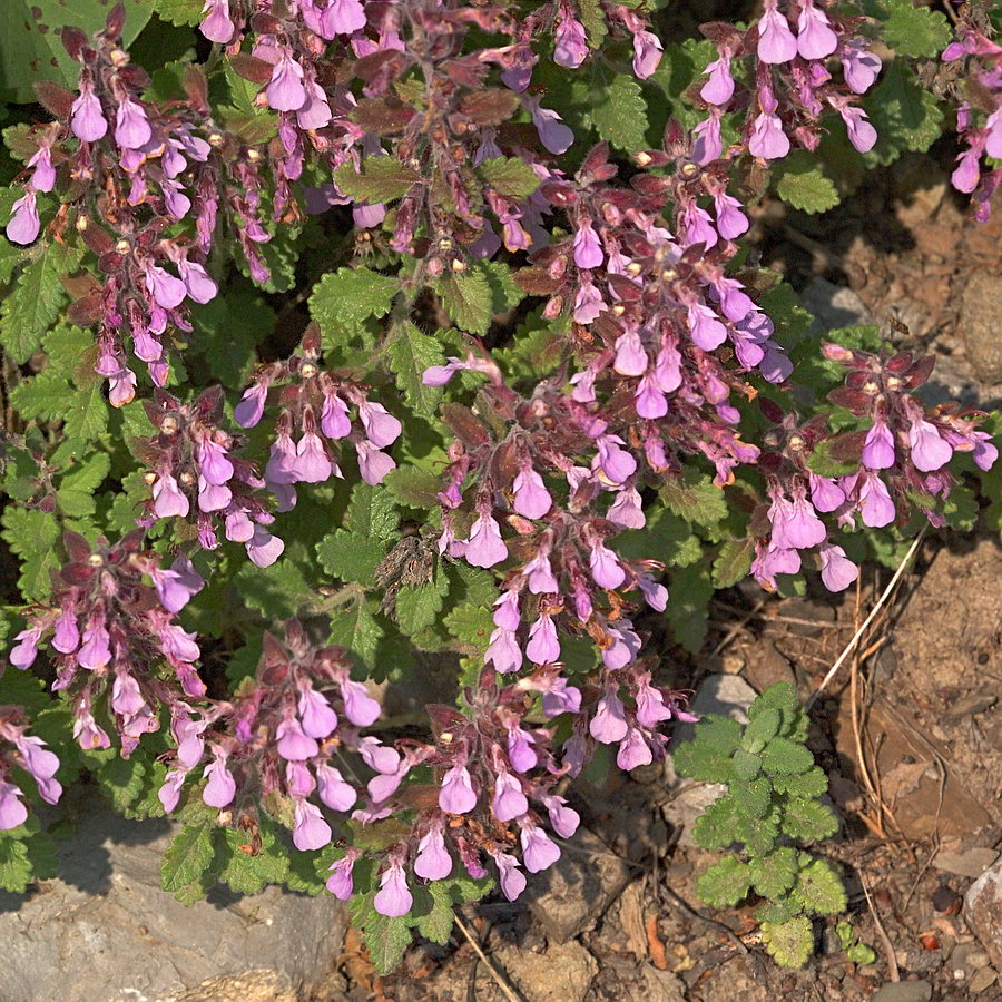 Изображение особи Teucrium chamaedrys.