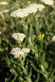 Achillea setacea. Цветущие растения на сухом лугу возле дороги. Украина, Черниговская обл., Ичнянский р-н, с. Хаенки, Ичнянский национальный природный парк. 17 июня 2010 г.