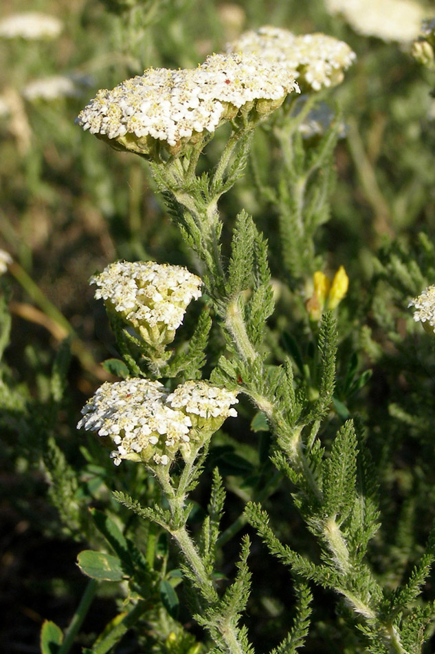 Изображение особи Achillea setacea.