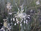 Allium paniculatum