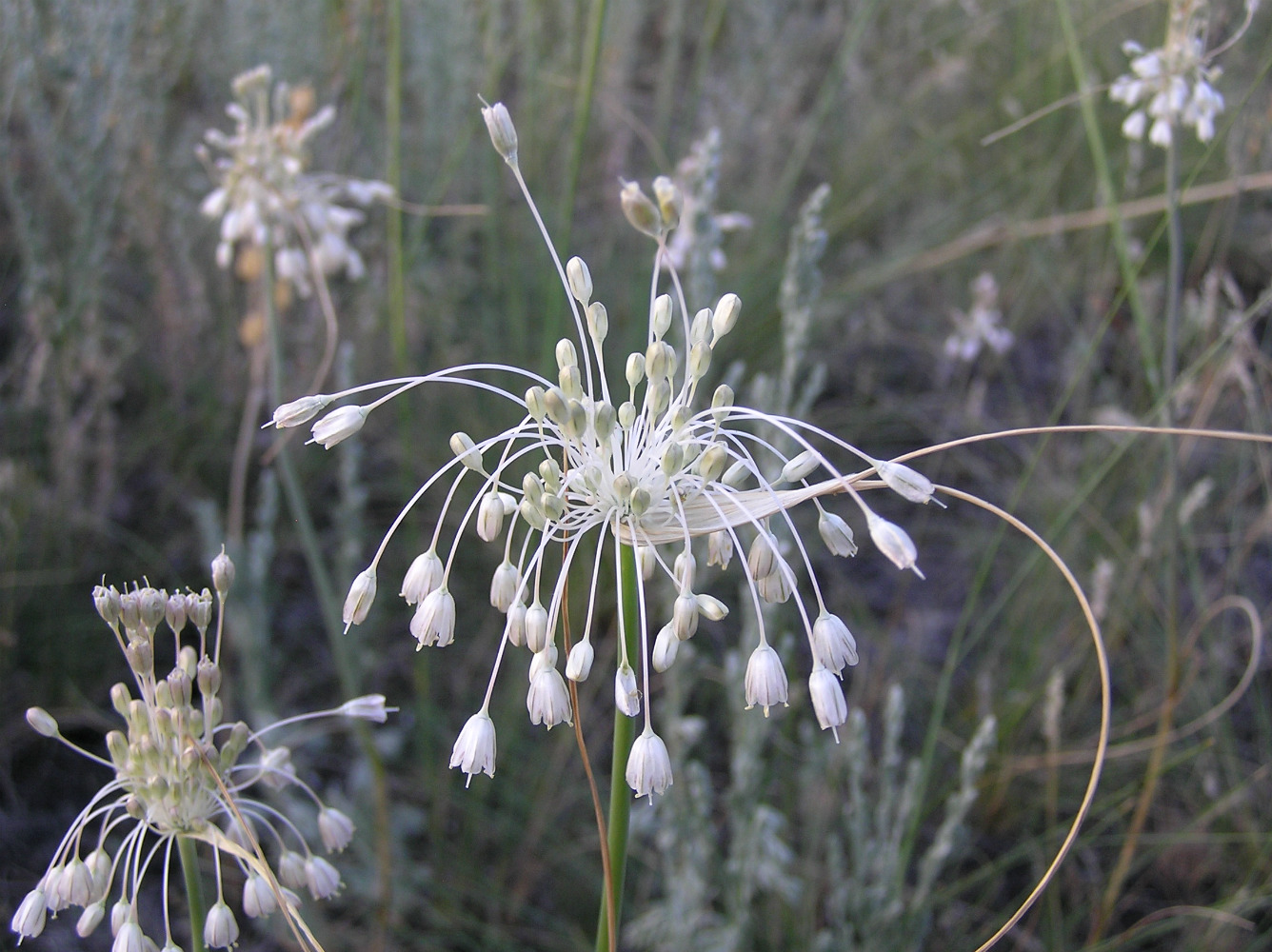 Image of Allium paniculatum specimen.