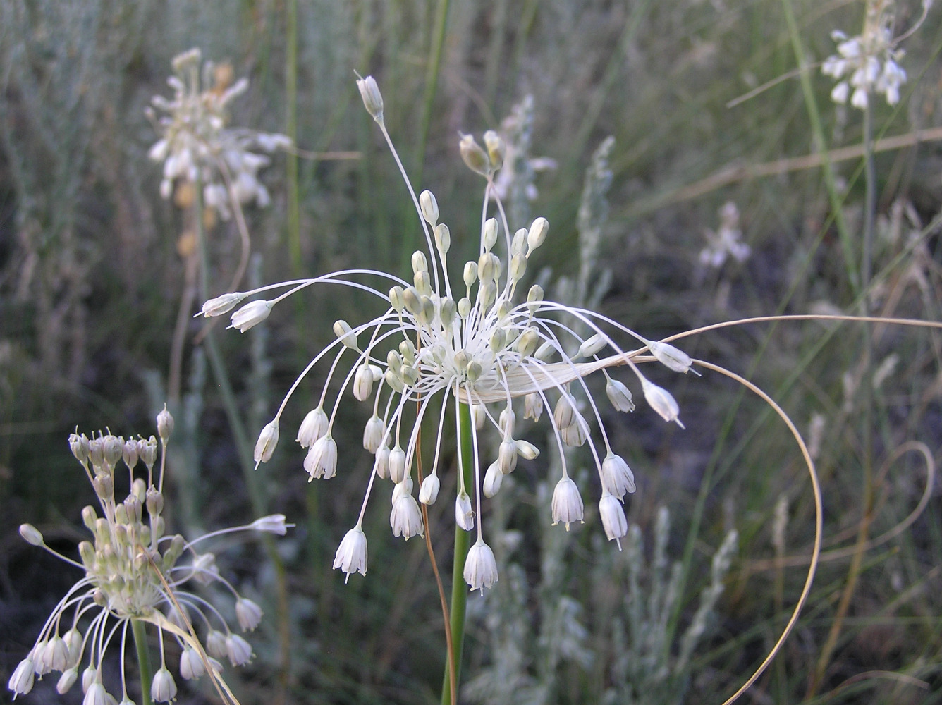 Изображение особи Allium paniculatum.