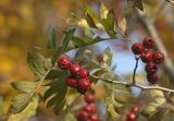 Crataegus pinnatifida. Ветвь с плодами. Южное Приморье, Борисовское плато, заказник \"Леопардовый\", р. Лиственничная. 06.10.2011.