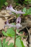 Corydalis paczoskii