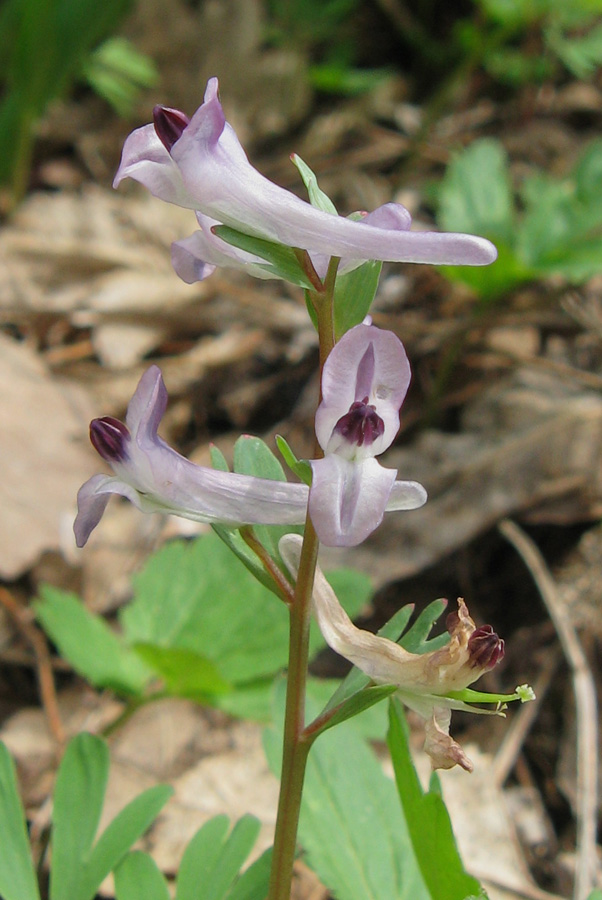 Изображение особи Corydalis paczoskii.