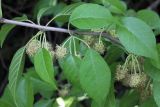 Maclura pomifera