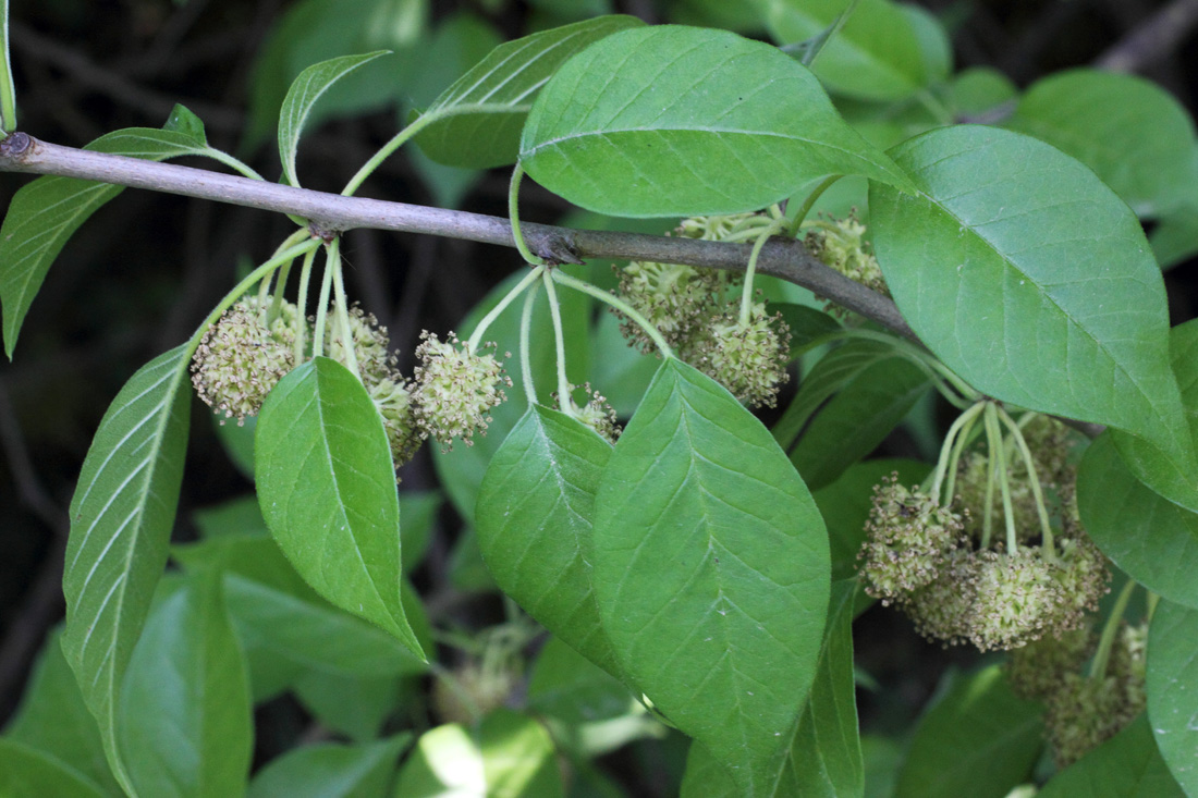 Image of Maclura pomifera specimen.