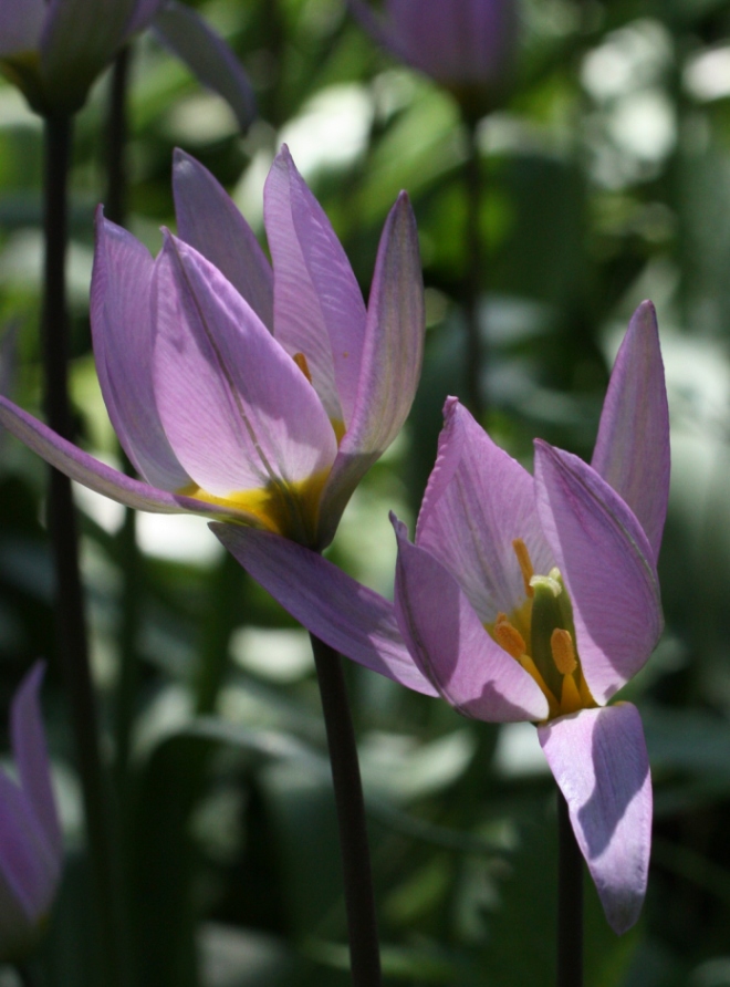 Image of Tulipa riparia specimen.