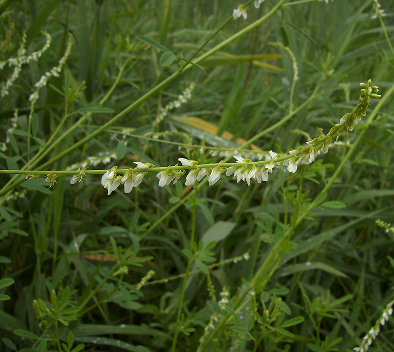 Image of Melilotus albus specimen.