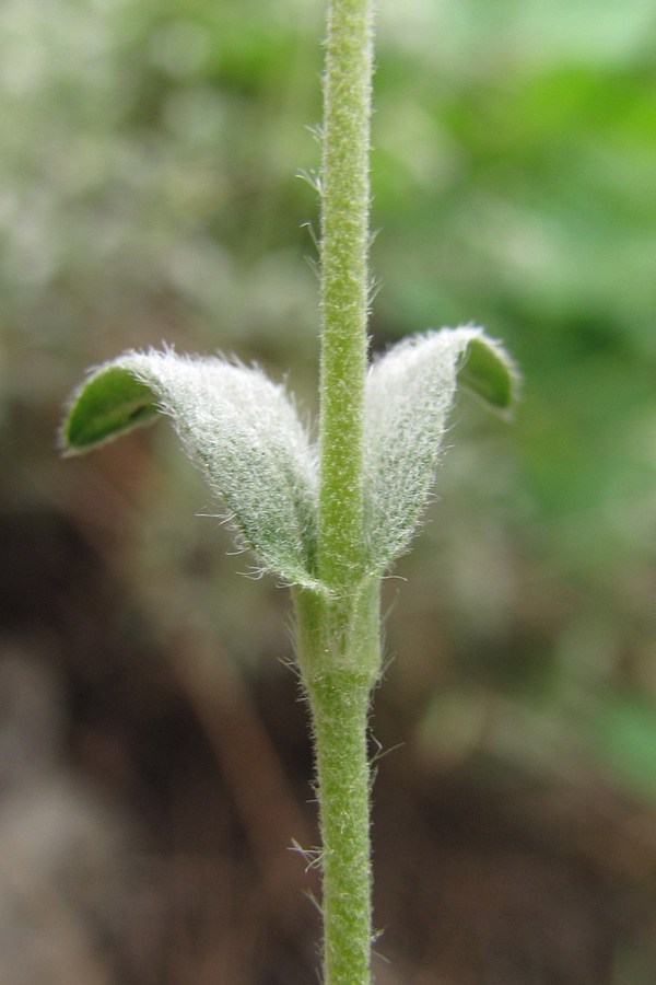 Изображение особи Helianthemum stevenii.