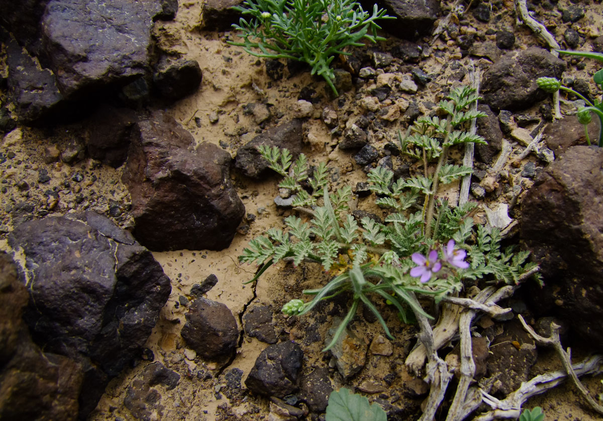 Изображение особи Erodium stellatum.