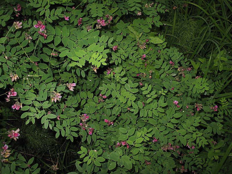 Image of Lathyrus niger specimen.