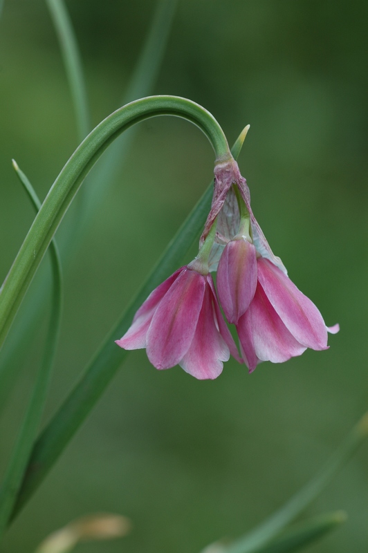 Image of Allium insubricum specimen.