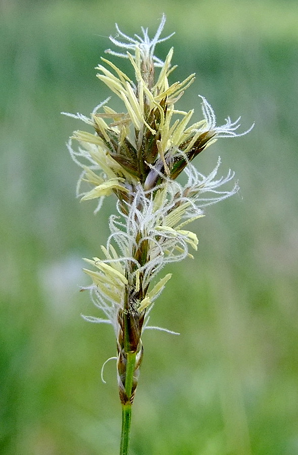 Изображение особи Carex diplasiocarpa.