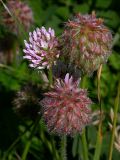 Trifolium fragiferum