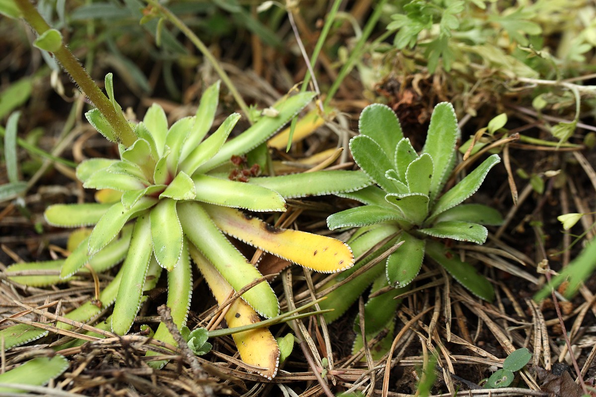 Image of Saxifraga cotyledon specimen.