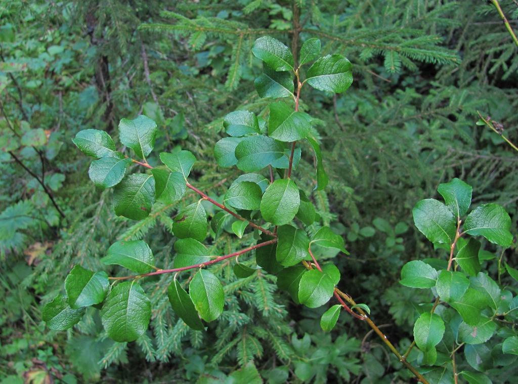 Image of Salix starkeana specimen.