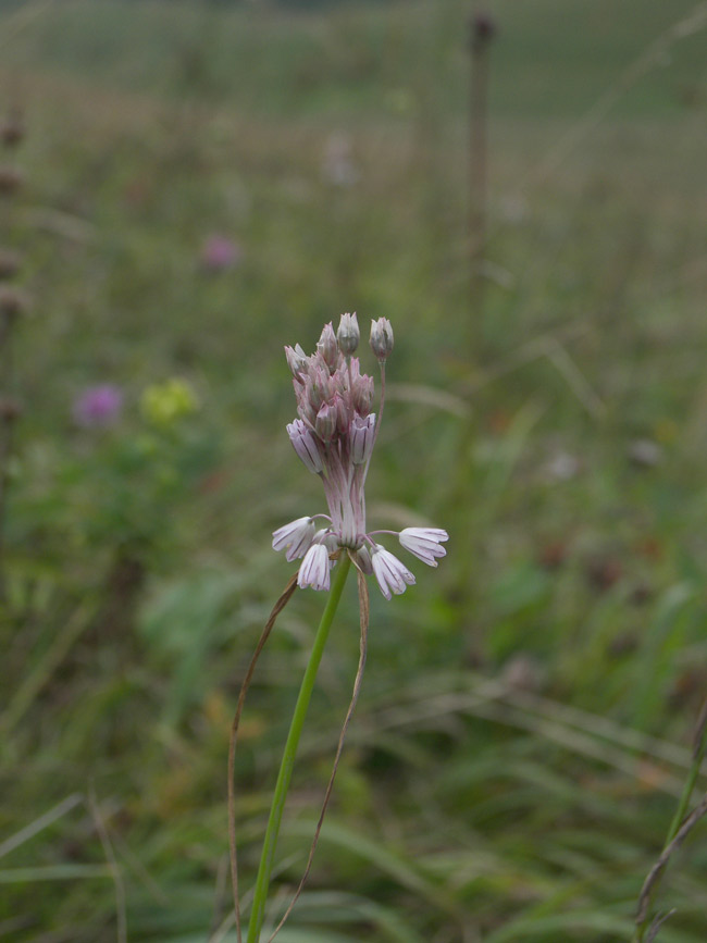 Image of Allium kunthianum specimen.