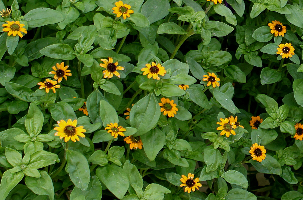 Image of Sanvitalia procumbens specimen.