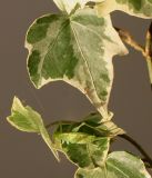 Hedera helix