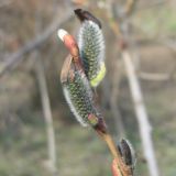 Salix purpurea