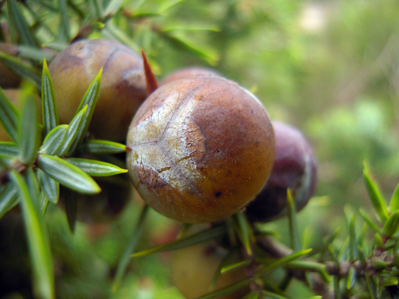 Изображение особи Juniperus oxycedrus.