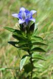 Gentiana septemfida. Верхушка цветущего растения. Республика Адыгея, плато Лаго-Наки, ур. Верх. Цица. 24.07.2012.