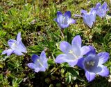 Campanula tridentata