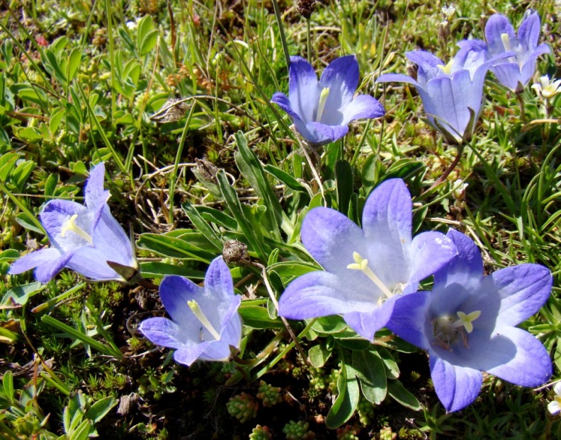Image of Campanula tridentata specimen.