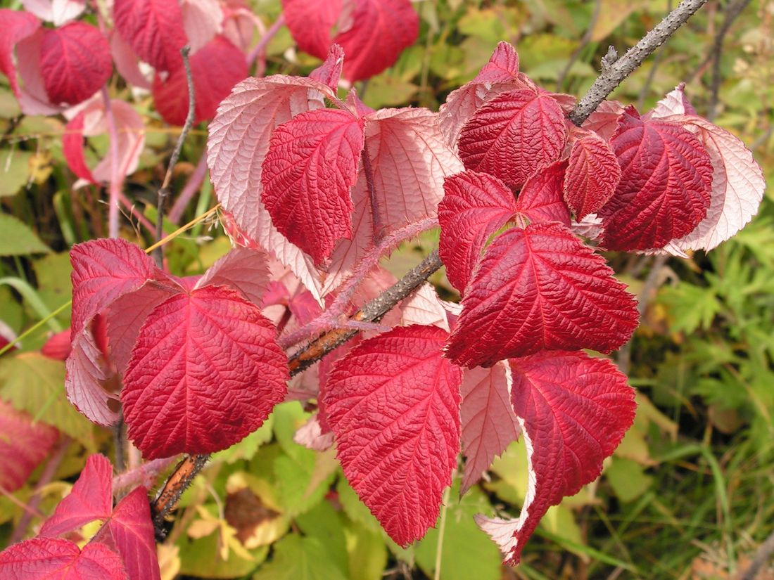 Изображение особи Rubus matsumuranus.