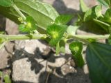 Acalypha australis