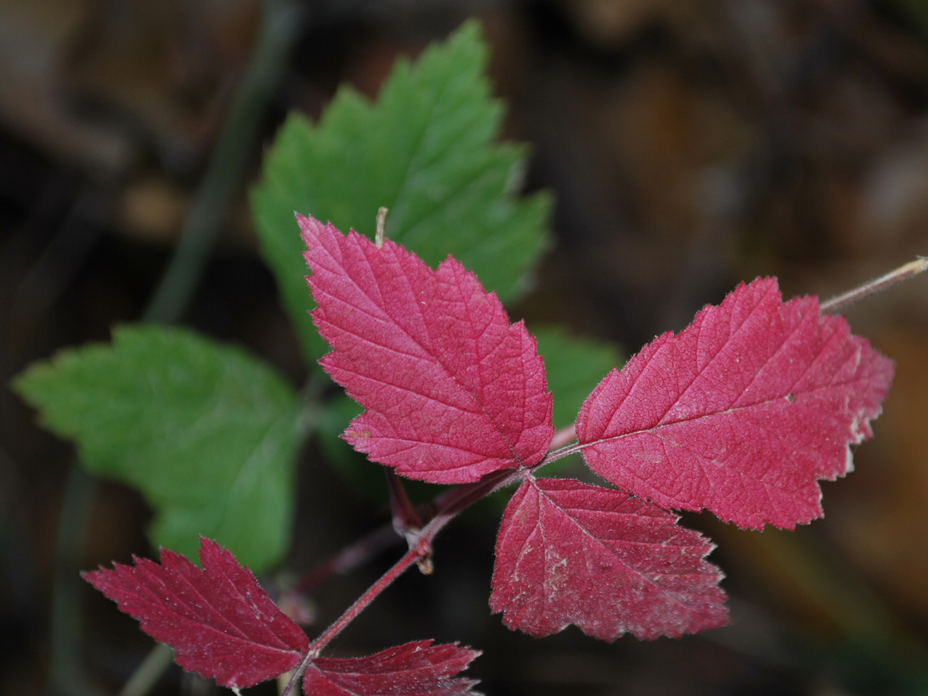 Изображение особи Rubus caesius.