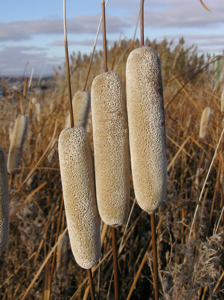 Изображение особи Typha tichomirovii.