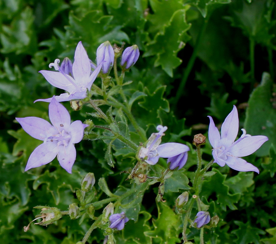 Изображение особи Campanula garganica.