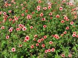 Potentilla nepalensis. Цветущие растения. Украина, г. Запорожье, Запорожский детский ботанический сад. 19.06.2009.