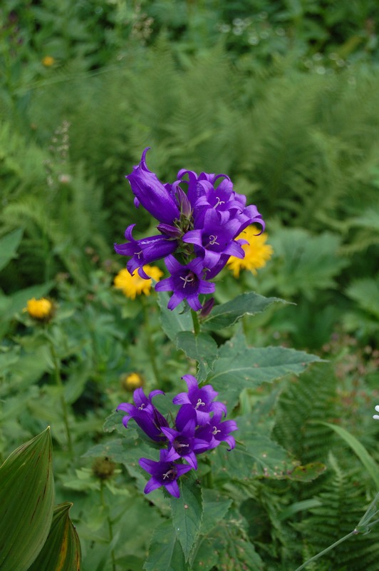 Image of Campanula latifolia specimen.