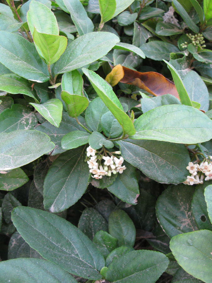 Image of Viburnum suspensum specimen.