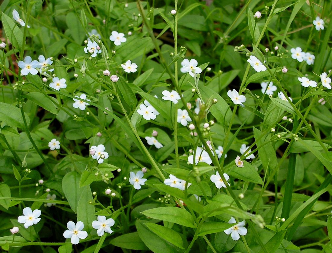 Image of Trigonotis radicans specimen.