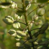 Lepidium perfoliatum