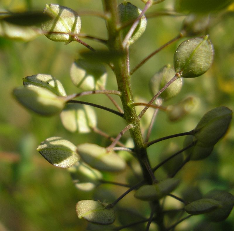 Изображение особи Lepidium perfoliatum.