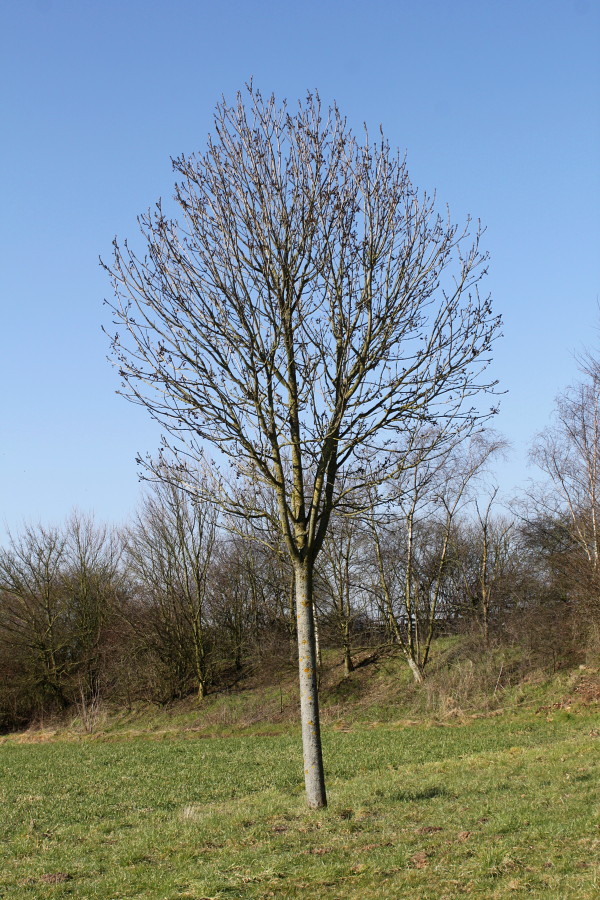 Image of Fraxinus excelsior specimen.