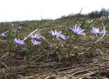 Anemone caucasica