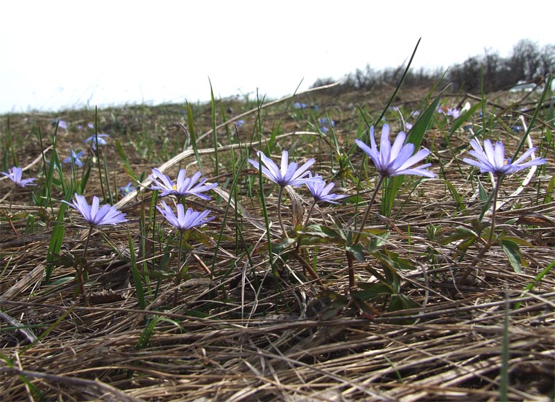 Image of Anemone caucasica specimen.